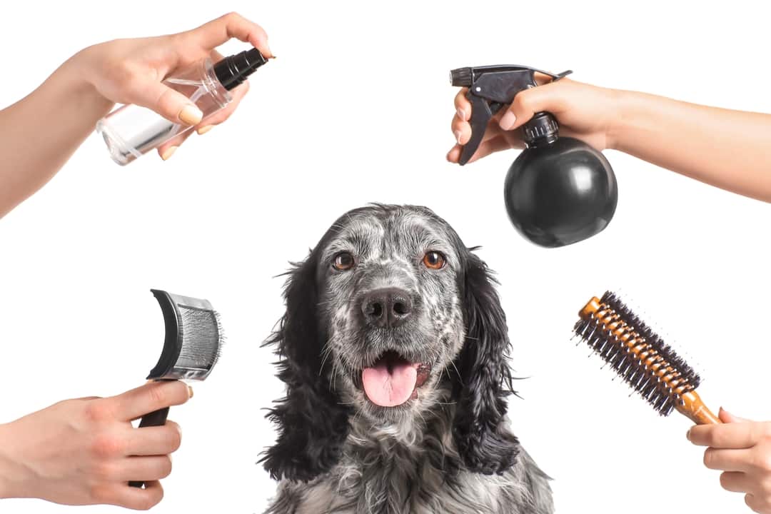 What do you need to provide when hiring a groomer Pawsh